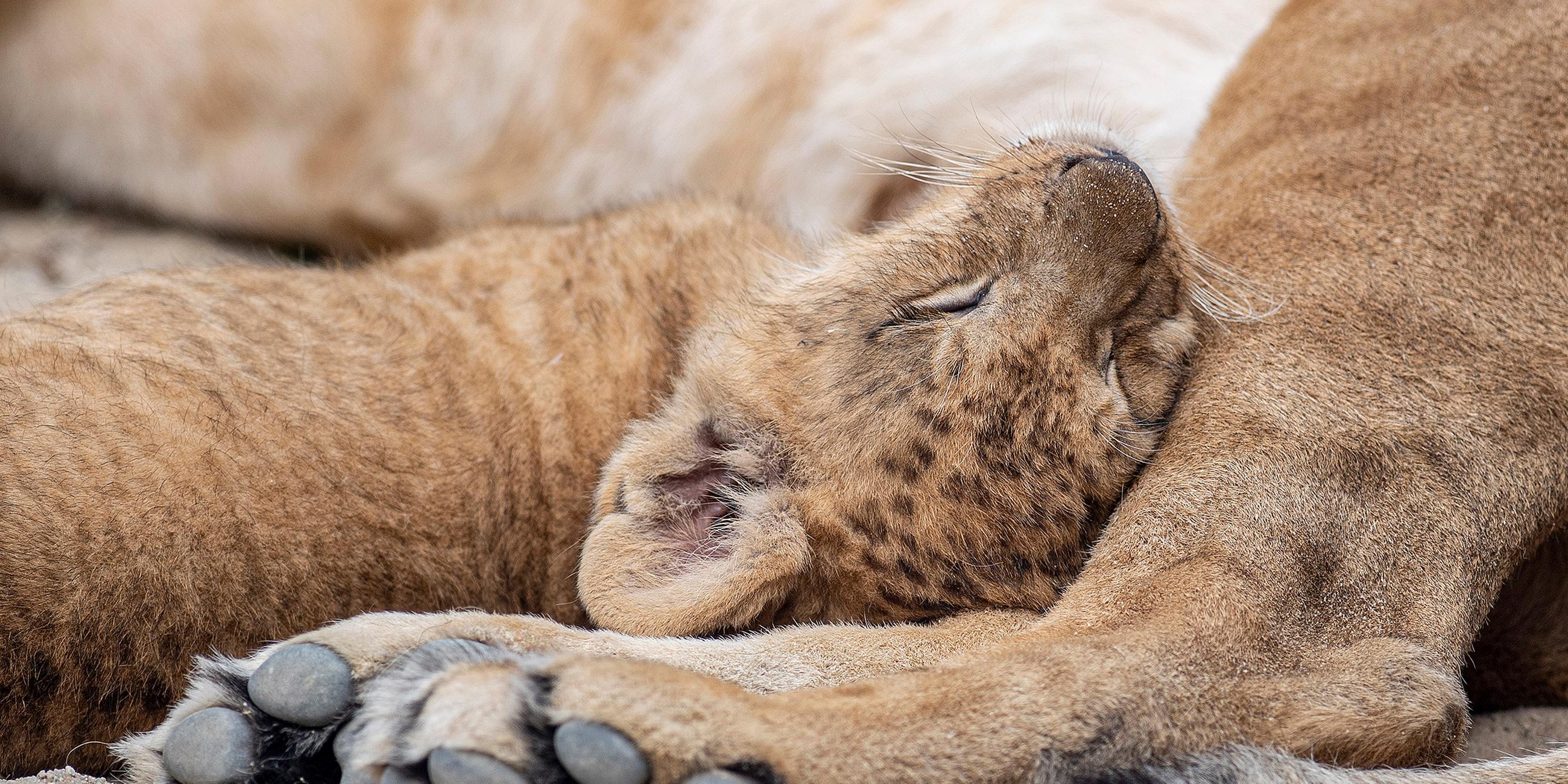 Ein junger Berberlöwe kuschelt mit seiner Mutter im Gehege im Safari Park Dvur Kralove, am 19.07.2019 in Königinhof an der Elbe, Tschechien.