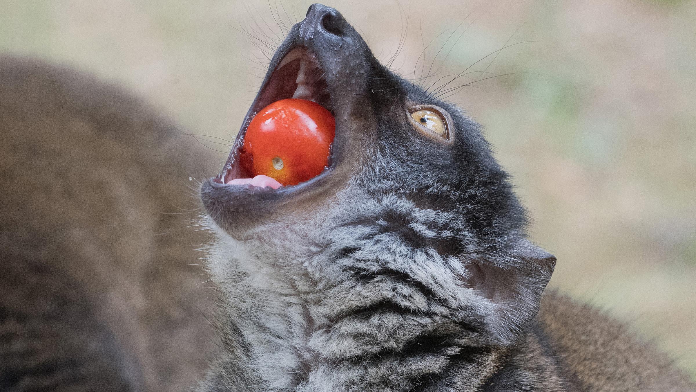 Ein Schwarzkopfmaki hält im Tierpark von Wolgast eine Tomate in seinem Maul.