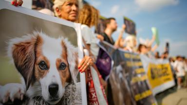 Tierschützer protestierten in Istanbul