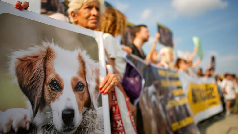 Tierschützer protestierten in Istanbul