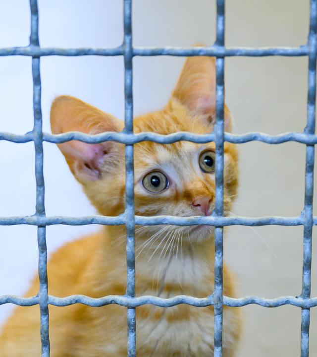 Eine kleine Katze schaut durch das Gitter in einem Tierheim.