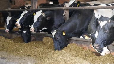 Milchkühe stehen im Kuhstall auf dem Bauernhof.
