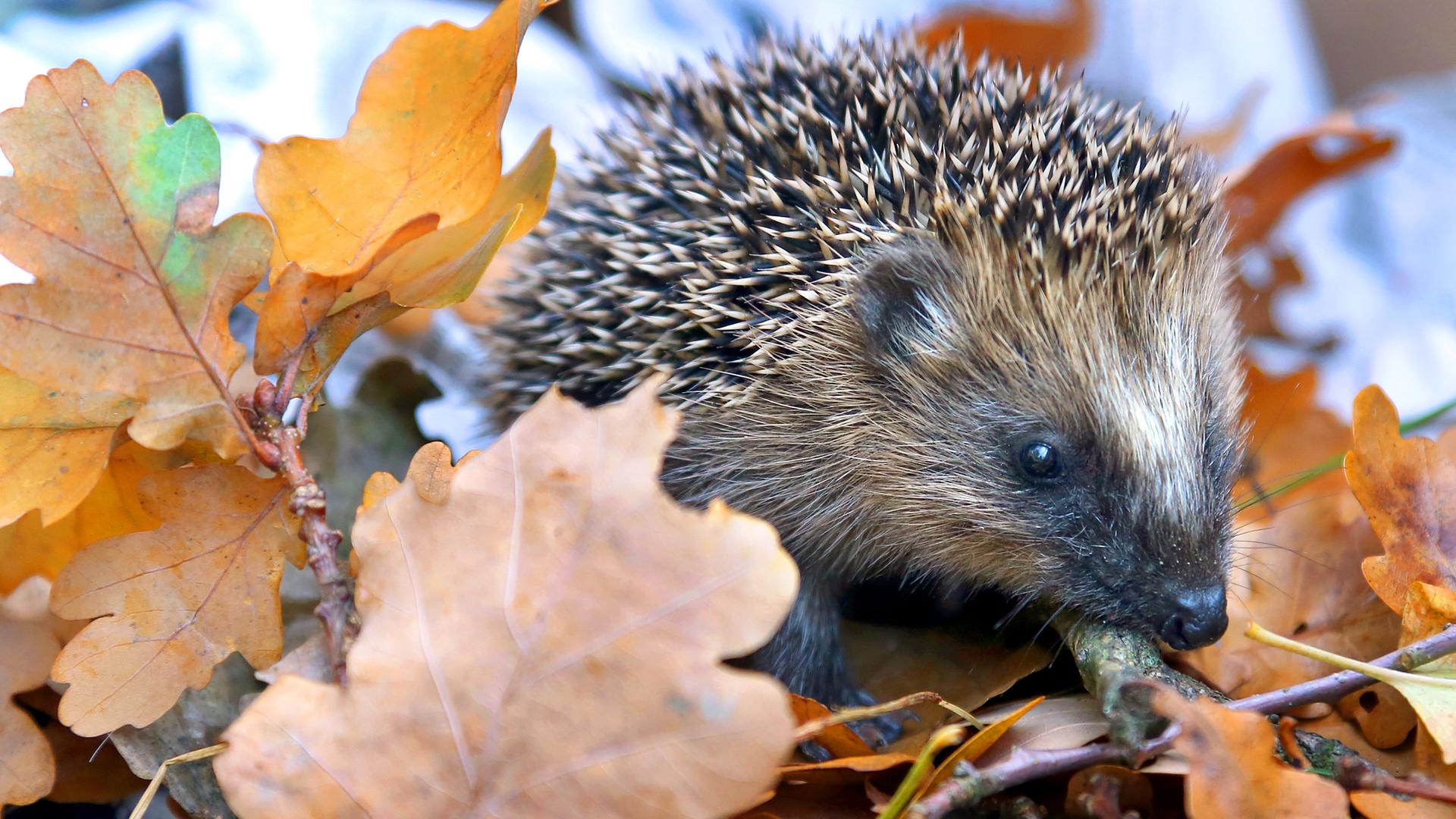 Ein igel läuft in Berlin durch Herbstlaub.