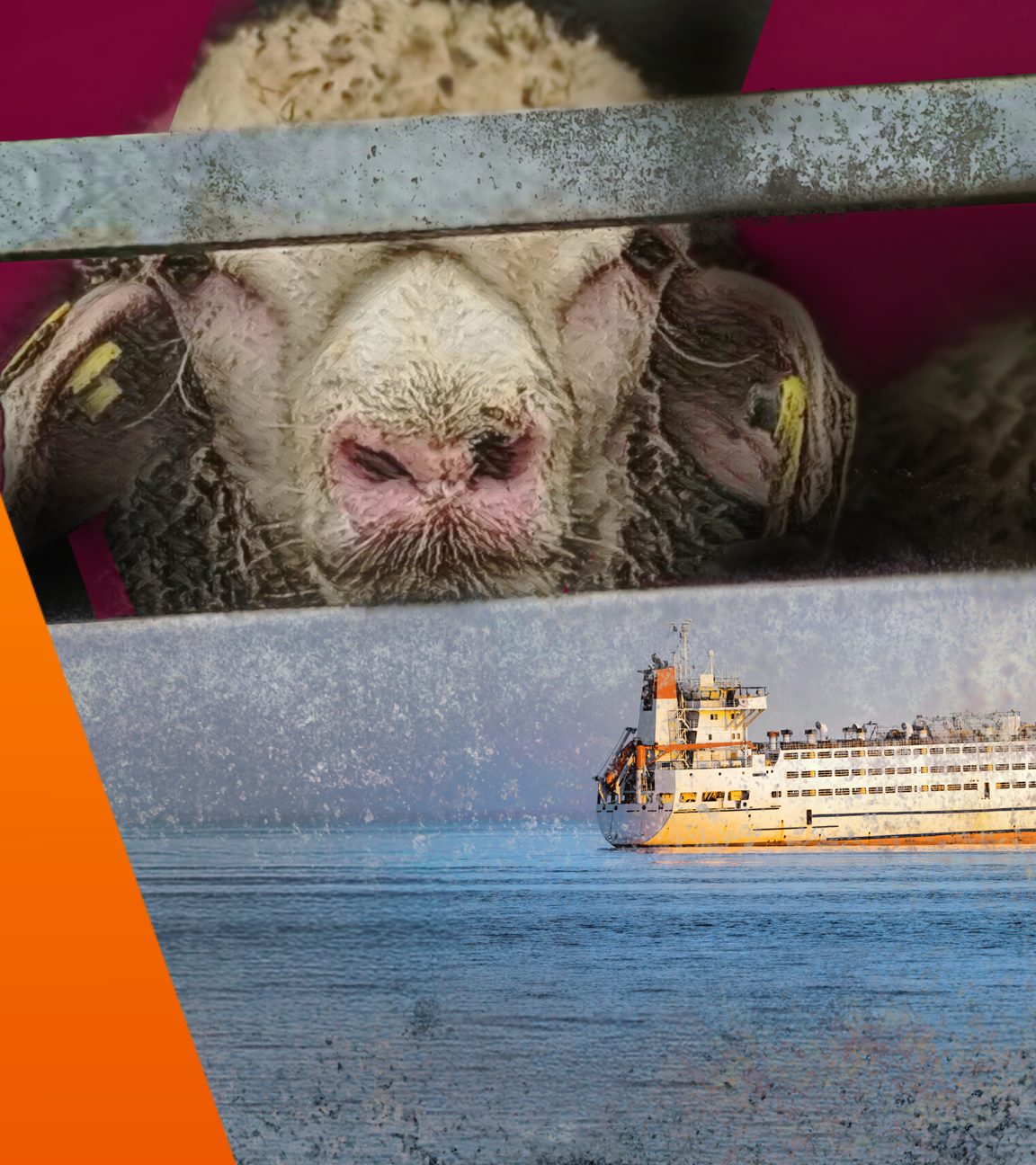 Tiertransporte auf hoher See