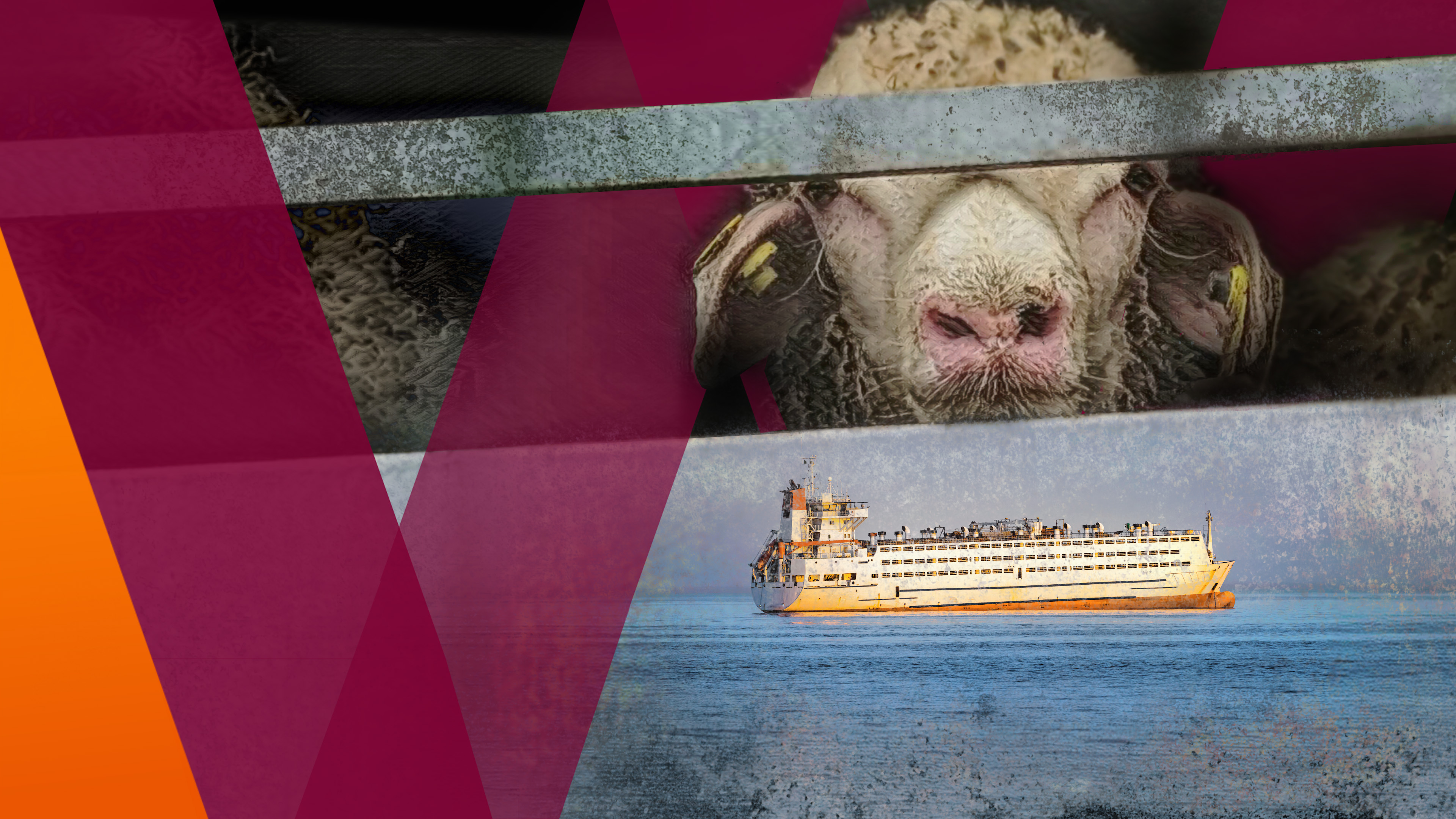 Tiertransporte auf hoher See
