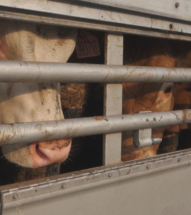Tiertransporter mit Rindern