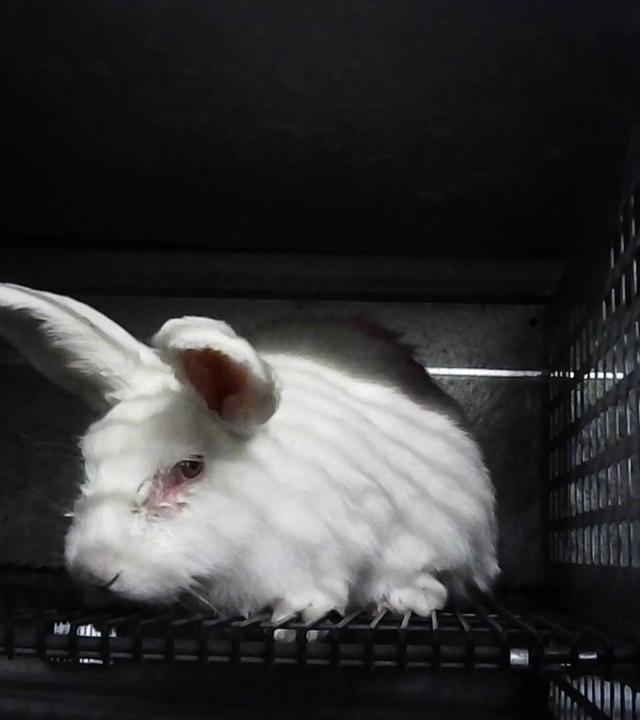 Kaninchen im Stall