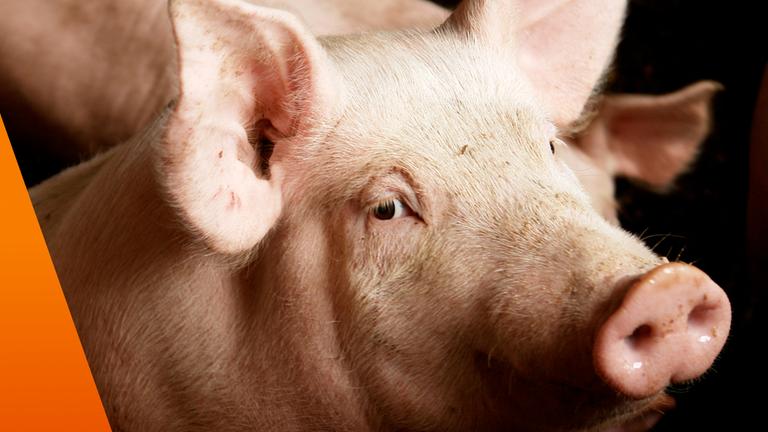 Mastschwein im Stall