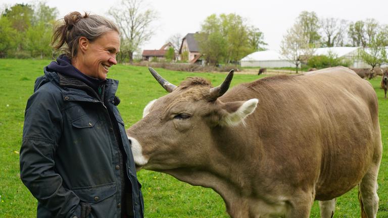 Rinder auf der Weide