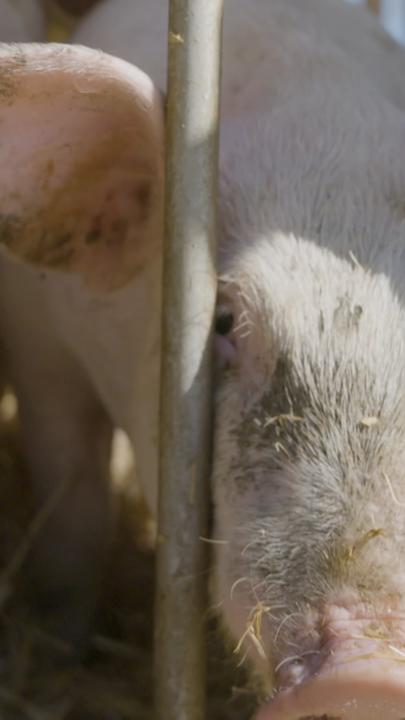 Schweine sind hinter Gittern in einem Stall zu sehen.