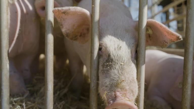 Schweine sind hinter Gittern in einem Stall zu sehen.