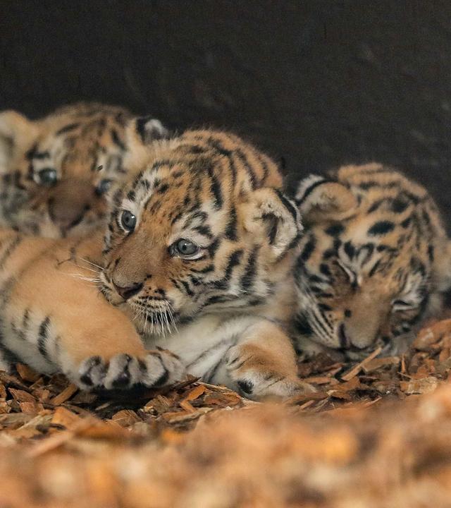 Tiger-Drillinge im Tierpark Ströhen