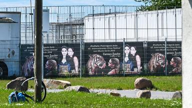 Das umzäunte Gelände, auf dem Tiger gehalten werden in Schkeuditz, Sachsen (Archivfoto)