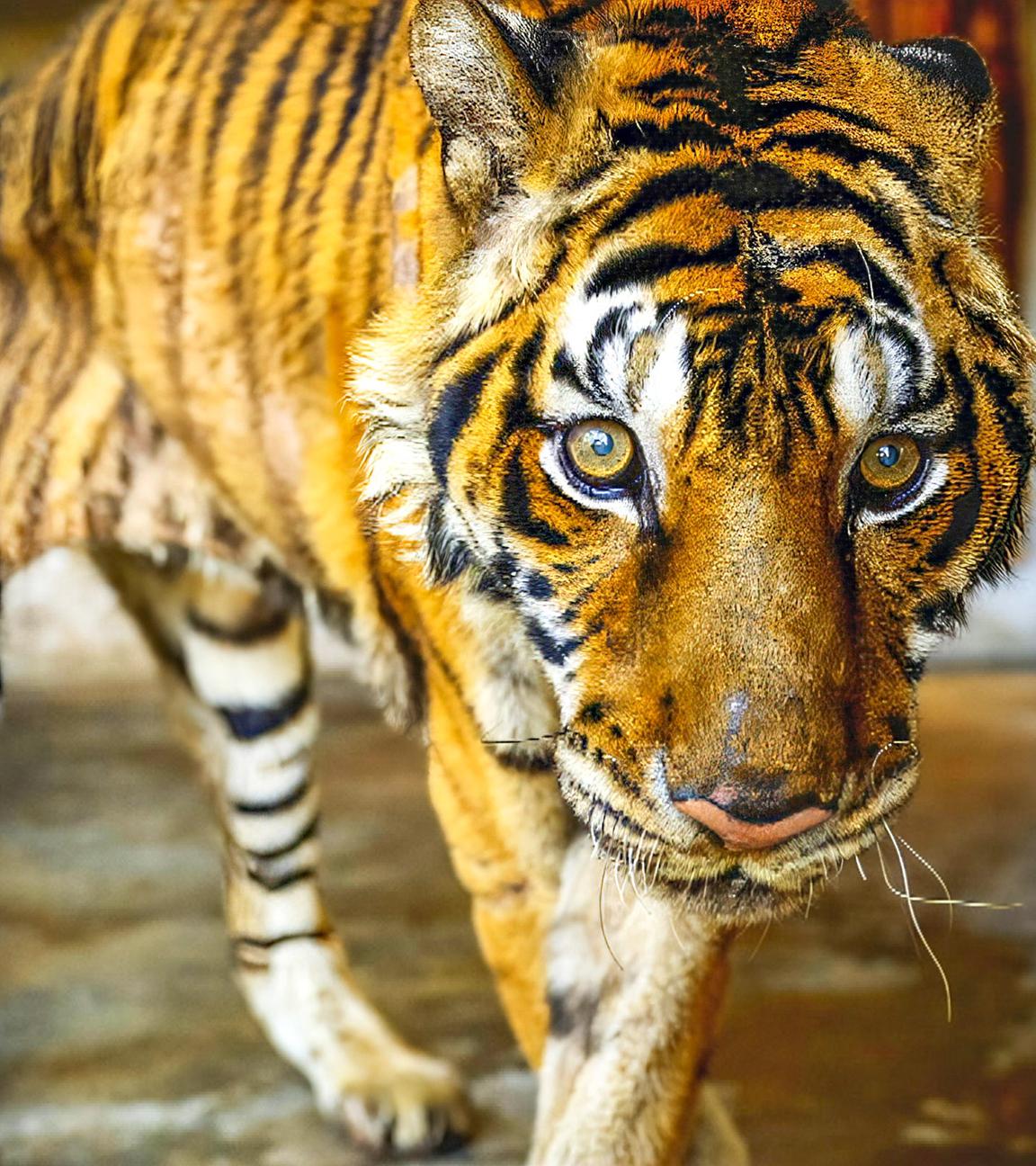 Ein abgemagerter Tiger steht in einem Raum mit Betonwänden.