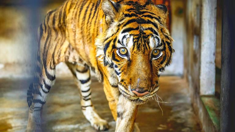 Ein abgemagerter Tiger steht in einem Raum mit Betonwänden.