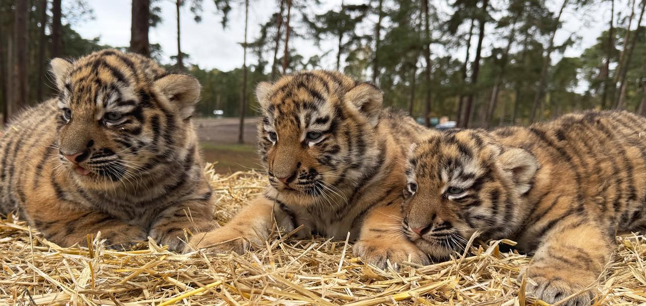 Drei Tigerbabys sind in ihrem Gehege zu sehen. Im Serengeti-Park Hodenhagen gab es Drillings-Nachwuchs bei den Sibirischen Tigern.