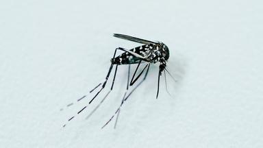  Eine tote adulte weibliche Tigermücke liegt in den Räumen der Kommunalen Aktionsgemeinschaft zur Bekämpfung der Schnakenplage (Kabs) in einer Petrischale. 