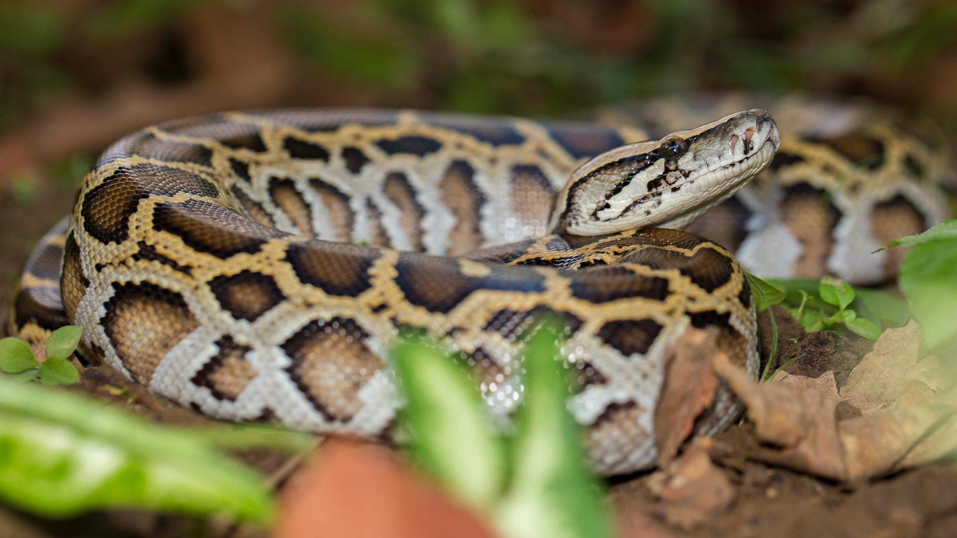 Tigerpython (Python bivittatus)
