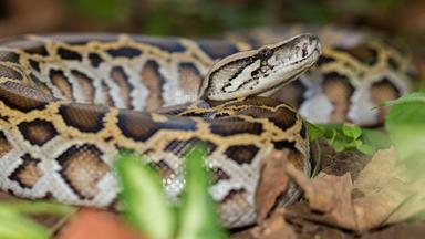 Tigerpython (Python bivittatus)