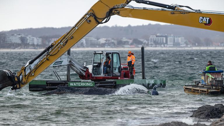 Schleswig-Holstein, Timmendorfer Strand: Ein Schwimmbagger arbeitet neben einem gestrandeten Buckelwal in der Ostsee während ein Helfer den Rücken des Wals befeuchtet.