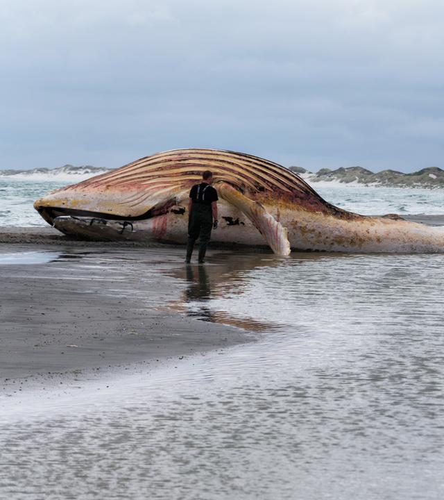 Der tote Wal wird an Land der dänischen Insel Anholt gezogen.
