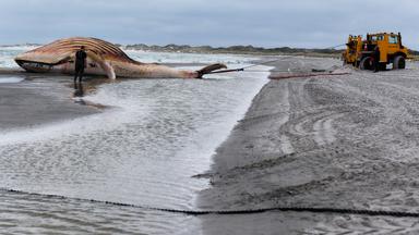 Dänemark, Anholt: Der tote Wal wird an Land der dänischen Insel Anholt gezogen