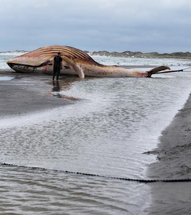 Dänemark, Anholt: Der tote Wal wird an Land der dänischen Insel Anholt gezogen