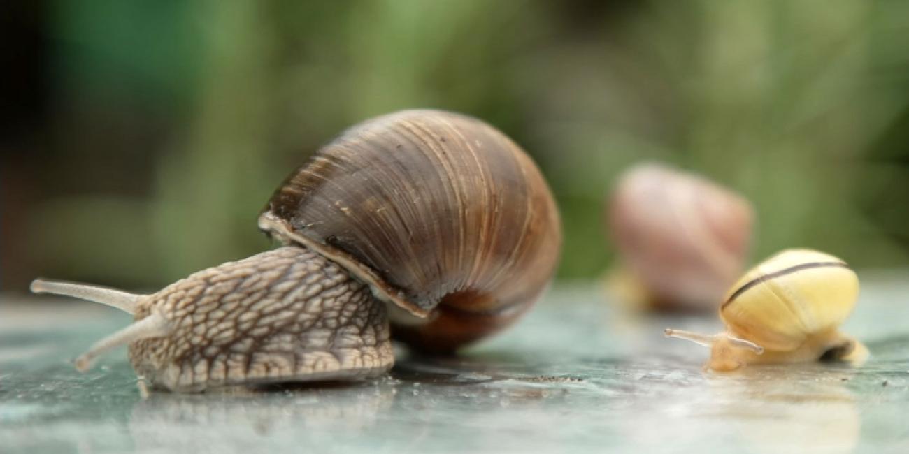 Tipps gegen Schneckenbefall