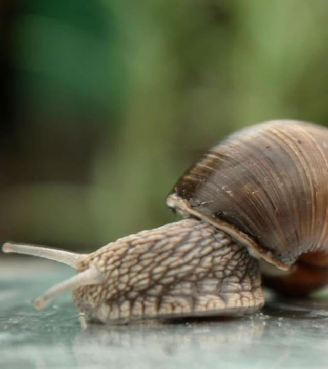 Tipps gegen Schneckenbefall