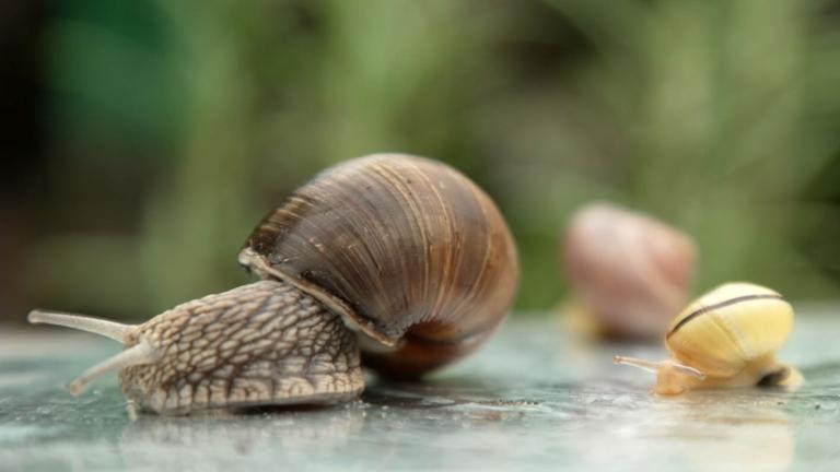 Tipps gegen Schneckenbefall