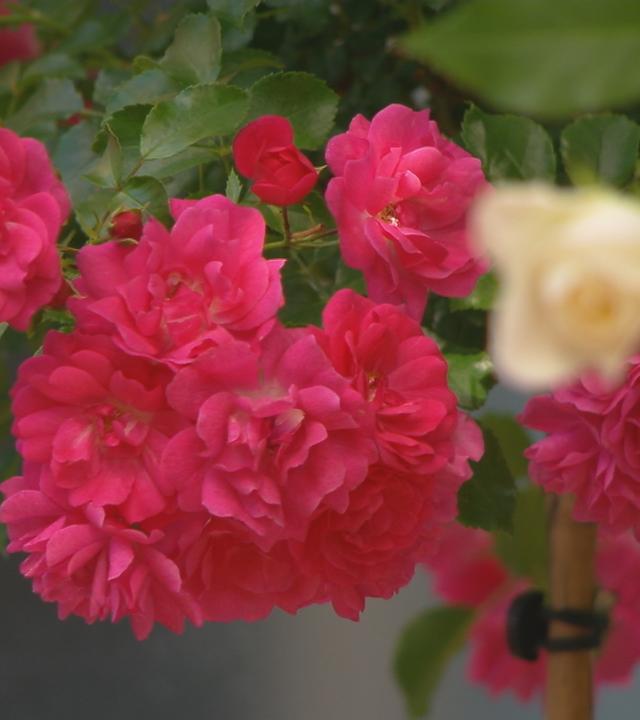 Rosen im Bild