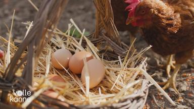 Braune Eier liegen im Stroh und danach steht ein Huhn.