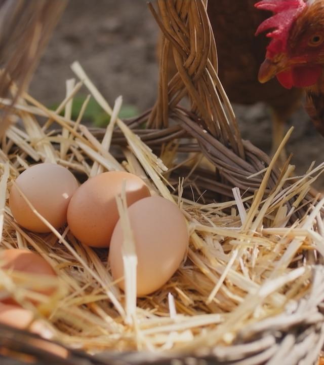 Braune Eier liegen im Stroh und danach steht ein Huhn.