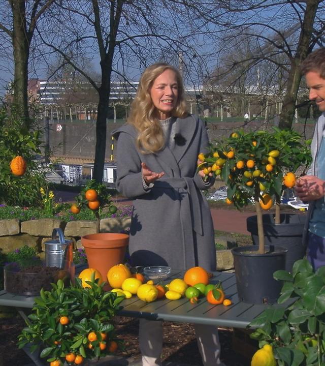 Garten-Expertin Anja Koenzen mit Florian Weiss im Gespräch über verschiedene Zitruspflanzen und Früchte, die im Bild zu sehen sind.