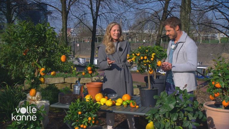 Garten-Expertin Anja Koenzen mit Florian Weiss im Gespräch über verschiedene Zitruspflanzen und Früchte, die im Bild zu sehen sind.