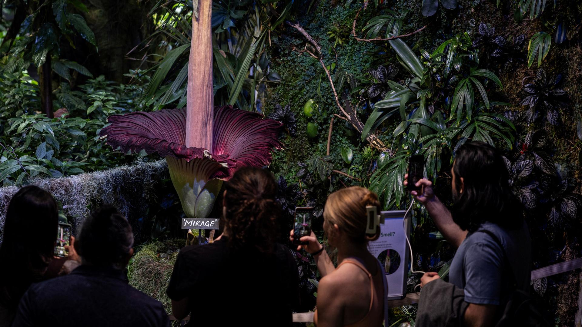 Besucher fotografieren am 28.02.2024 in der California Academy of Sciences in San Francisco, Kalifornien, eine blühende Titan-Arum-Blume, die wegen ihres Gestanks den Spitznamen "Leichenblume" trägt.