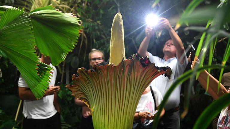 Riesiger Titanenwurz aus Dortmund gestohlen