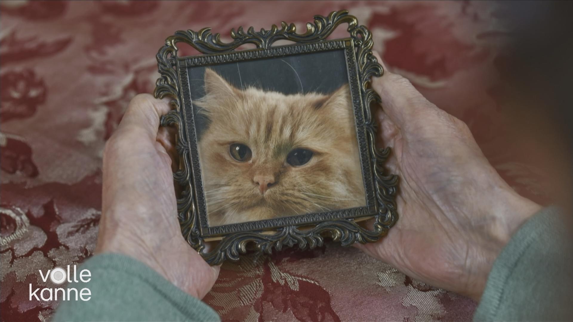 Foto einer Katze im Bilderrahmen