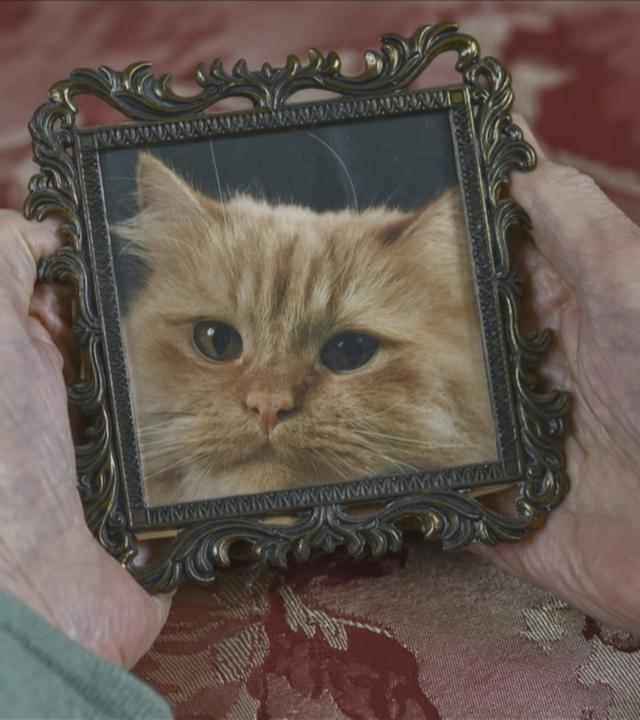 Foto einer Katze im Bilderrahmen