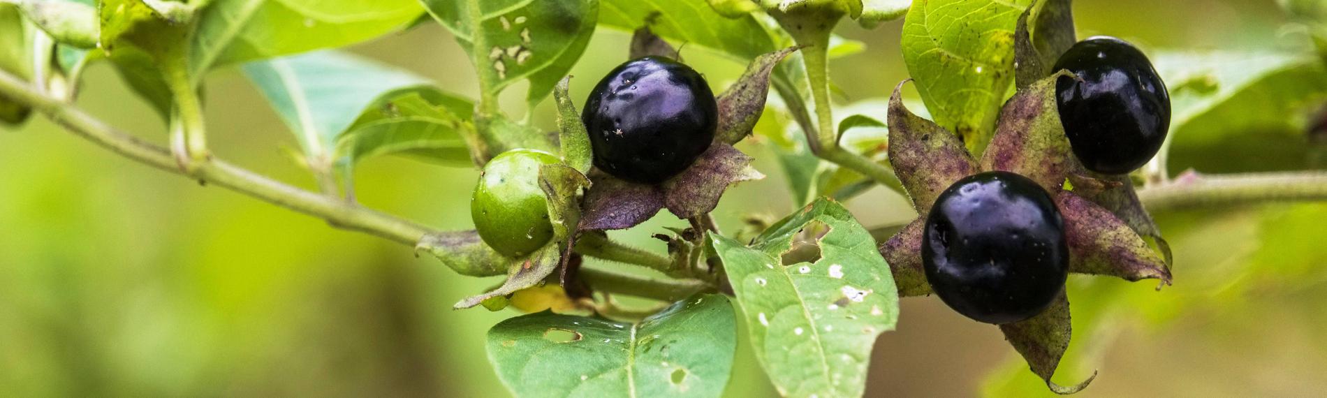 Die Schwarze Tollkirsche (Atropa belladonna) im Heilpflanzengarten der Universitaet in Marburg (Foto vom 28.09.2018)