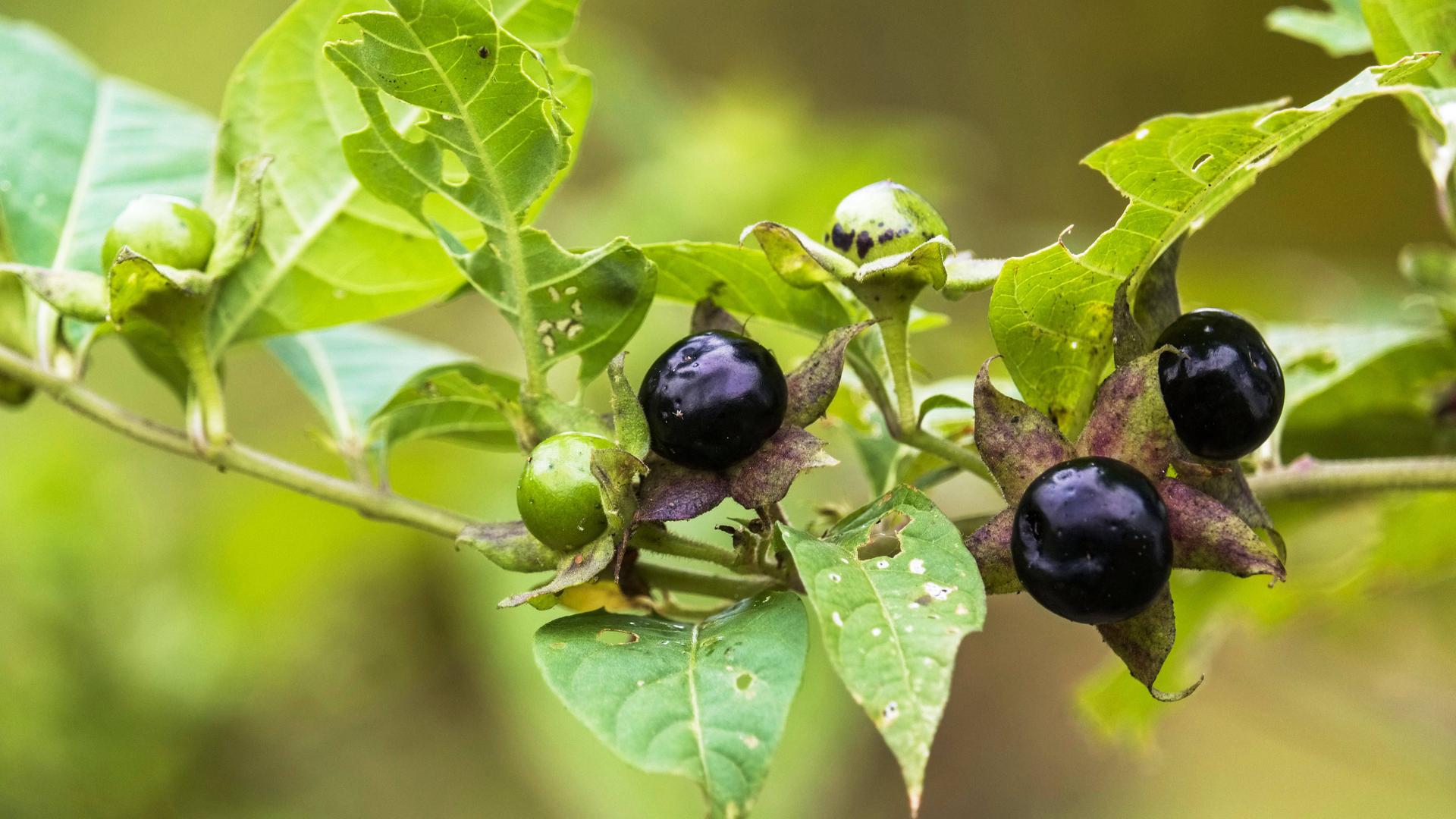 Die Schwarze Tollkirsche (Atropa belladonna) im Heilpflanzengarten der Universitaet in Marburg (Foto vom 28.09.2018)
