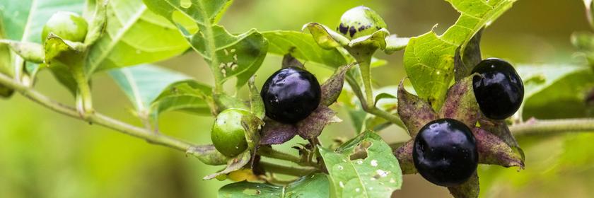 Die Schwarze Tollkirsche (Atropa belladonna) im Heilpflanzengarten der Universitaet in Marburg (Foto vom 28.09.2018)