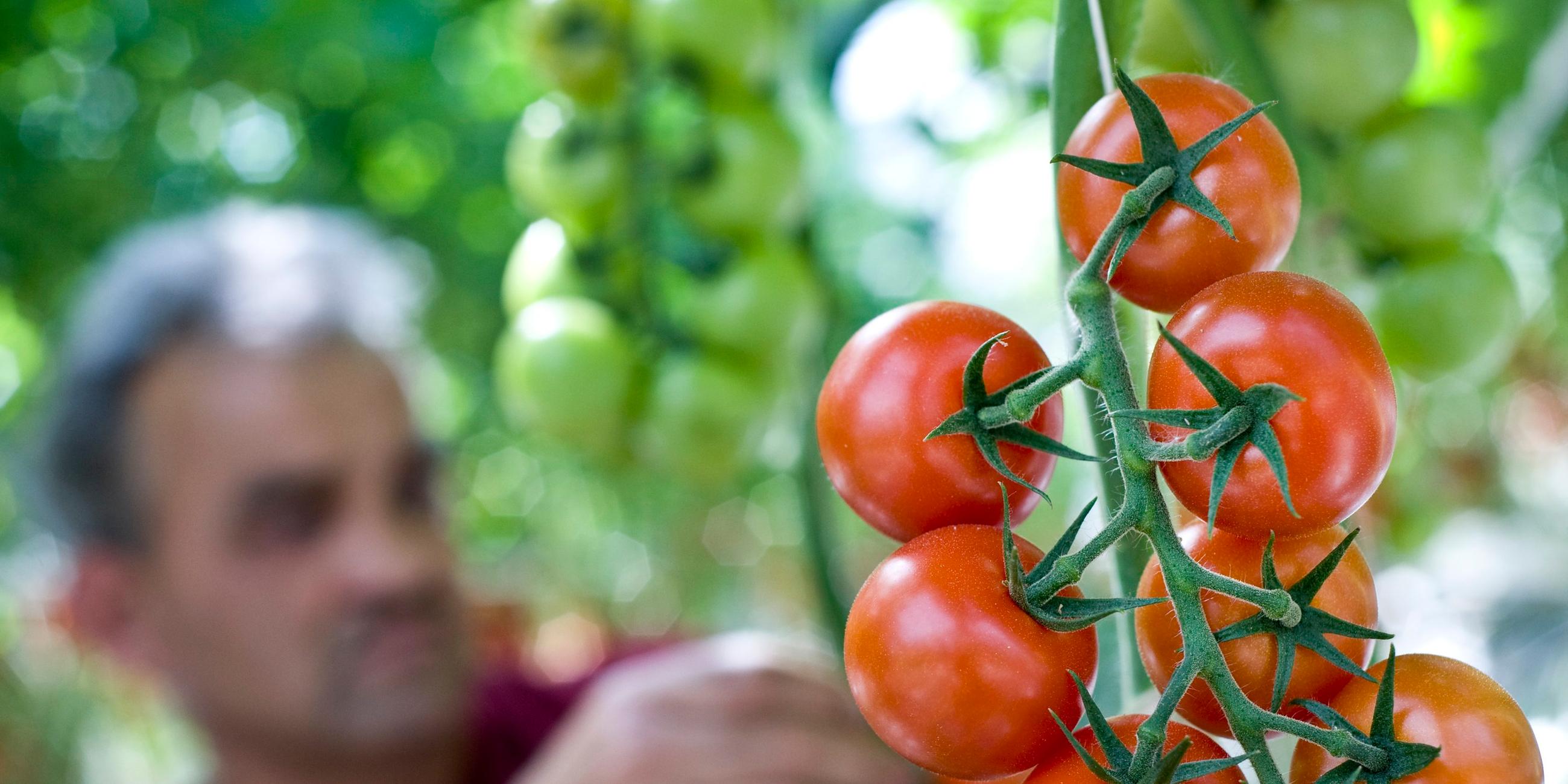 Tomate