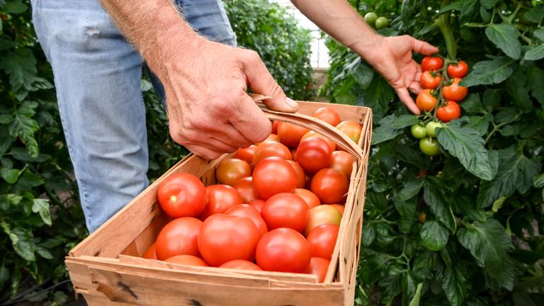 In einem Gewächshaus werden Tomaten geerntet