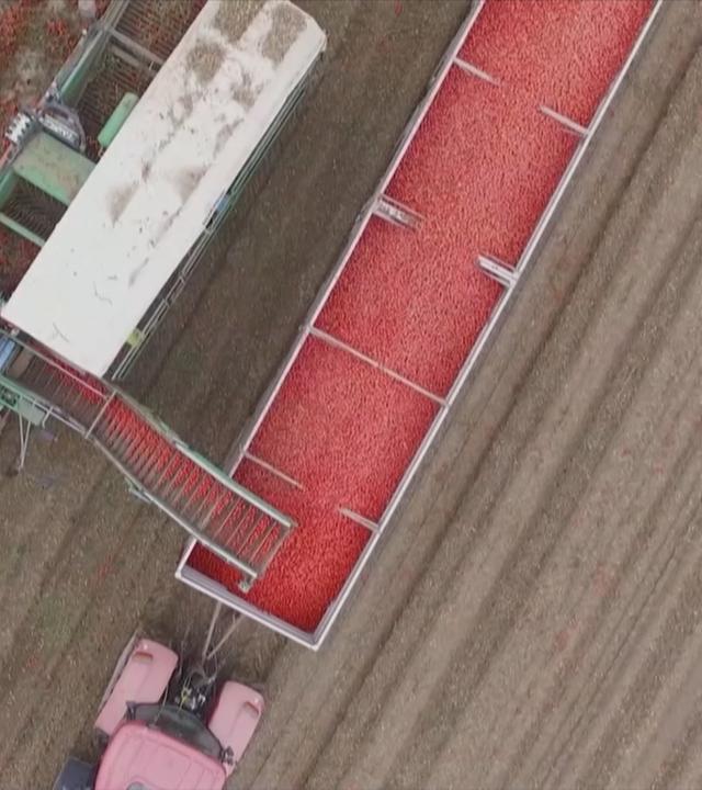 Tomaten-Ernte in Parma