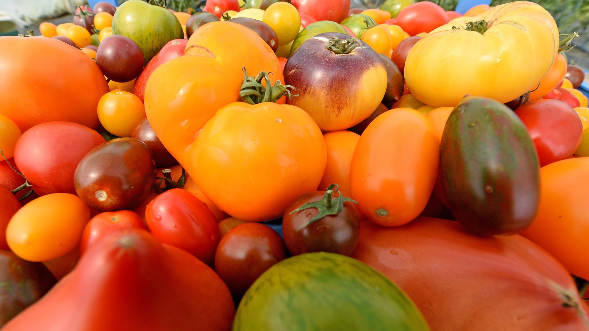 Verschiedene Tomatensorten angehäuft