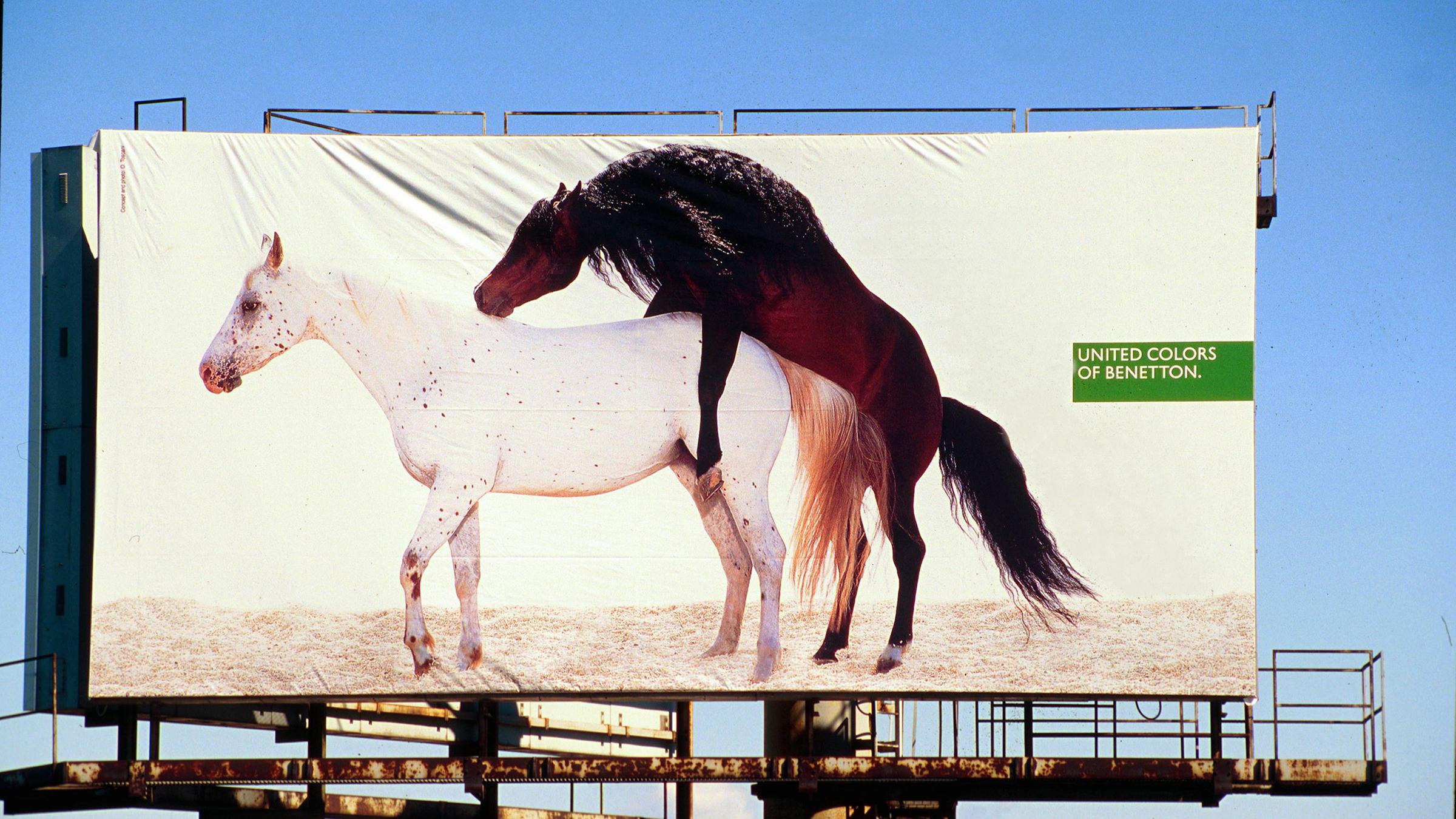 Hengst besteigt Stute - Werbung für Benetton