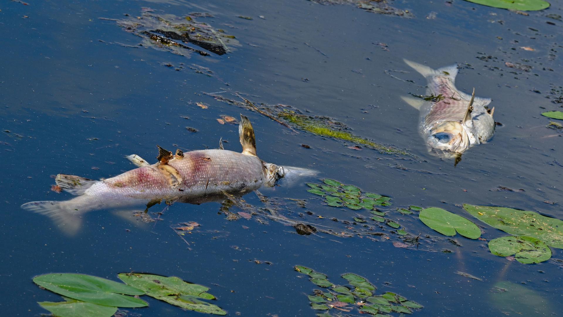 Brandenburg, Frankfurt (Oder): Zwei große tote Fische von etwa 50 Zentimetern Länge treiben an der Wasseroberfläche im Winterhafen - einem Nebenarm des deutsch-polnischen Grenzflusses Oder.