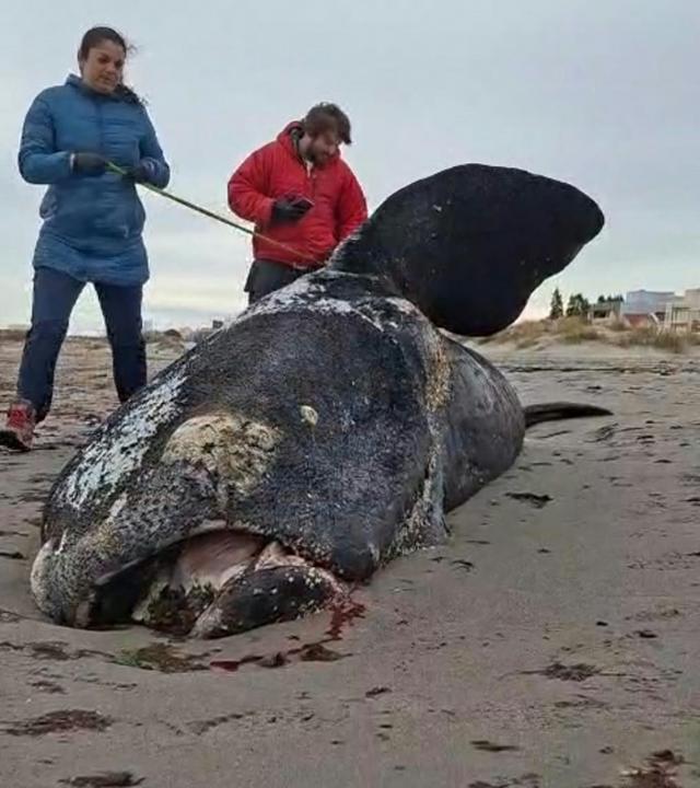 Ein toter Jungwal am Strand bei Puerto Madryn.