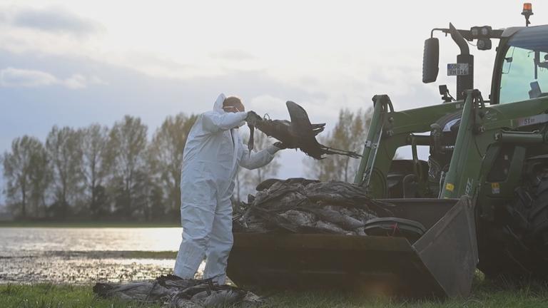 tote Kraniche der Vogelgrippe
